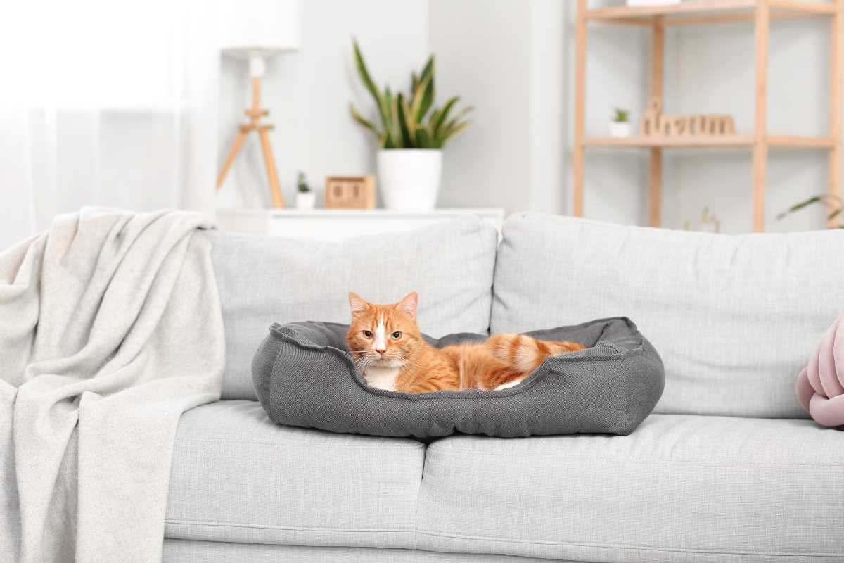 How to Spot Red Flags When Shopping for Pet Health Insurance